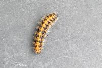 Euplagia quadripunctaria
