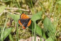 Lycaena phlaeas