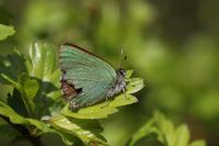 Callophrys rubi