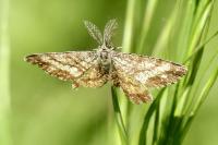 Ematurga atomaria