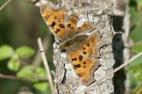 Polygonia c-album