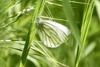 Pieris napi