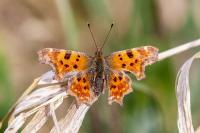 Polygonia c-album