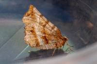 Selenia dentaria