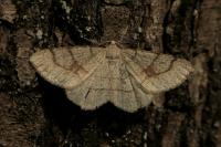 Adactylotis contaminaria