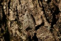 Nola cicatricalis