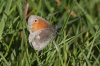 Coenonympha pamphilus