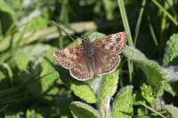 Erynnis tages