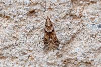 Eudonia angustea