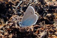 Glaucopsyche alexis