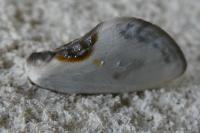 Cilix glaucata/hispanica