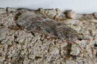 Eudonia angustea