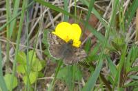 Erynnis tages