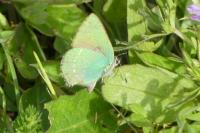 Callophrys rubi