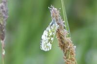 Anthocharis cardamines