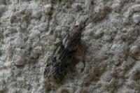 Eudonia angustea