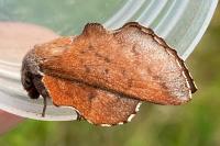 Phyllodesma tremulifolia