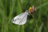 Leptidea sinapis