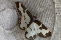 Lomaspilis marginata