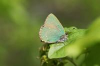 Callophrys rubi
