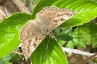 Erynnis tages