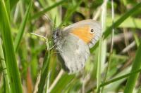 Coenonympha pamphilus