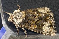 Craniophora ligustri