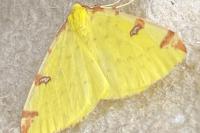 Opisthograptis luteolata