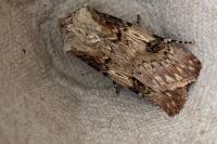 Agrotis puta