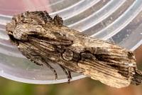 Egira conspicillaris