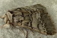 Drymonia ruficornis