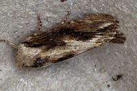 Egira conspicillaris