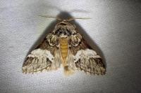 Drymonia dodonaea