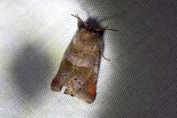 Clostera pigra
