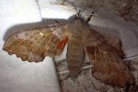 Laothoe populi