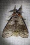 Calliteara pudibunda