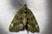 Chloroclysta siterata
