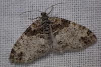Lobophora halterata