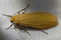 Wittia sororcula