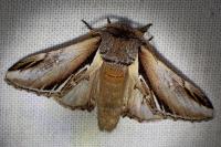 Pheosia gnoma
