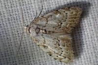 Nola confusalis