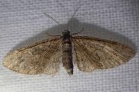 Eupithecia abbreviata