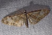 Eupithecia irriguata