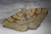 Adactylotis contaminaria