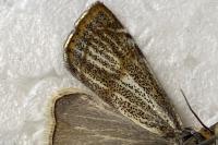 Thisanotia chrysonuchella