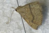 Cyclophora ruficiliaria
