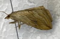 Evergestis forficalis