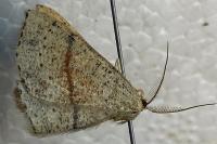 Cyclophora punctaria