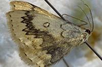 Cyclophora annularia