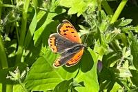 Lycaena phlaeas